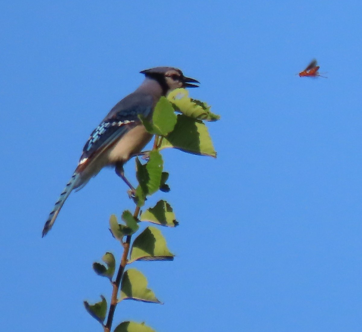 Blue Jay - ML620487413