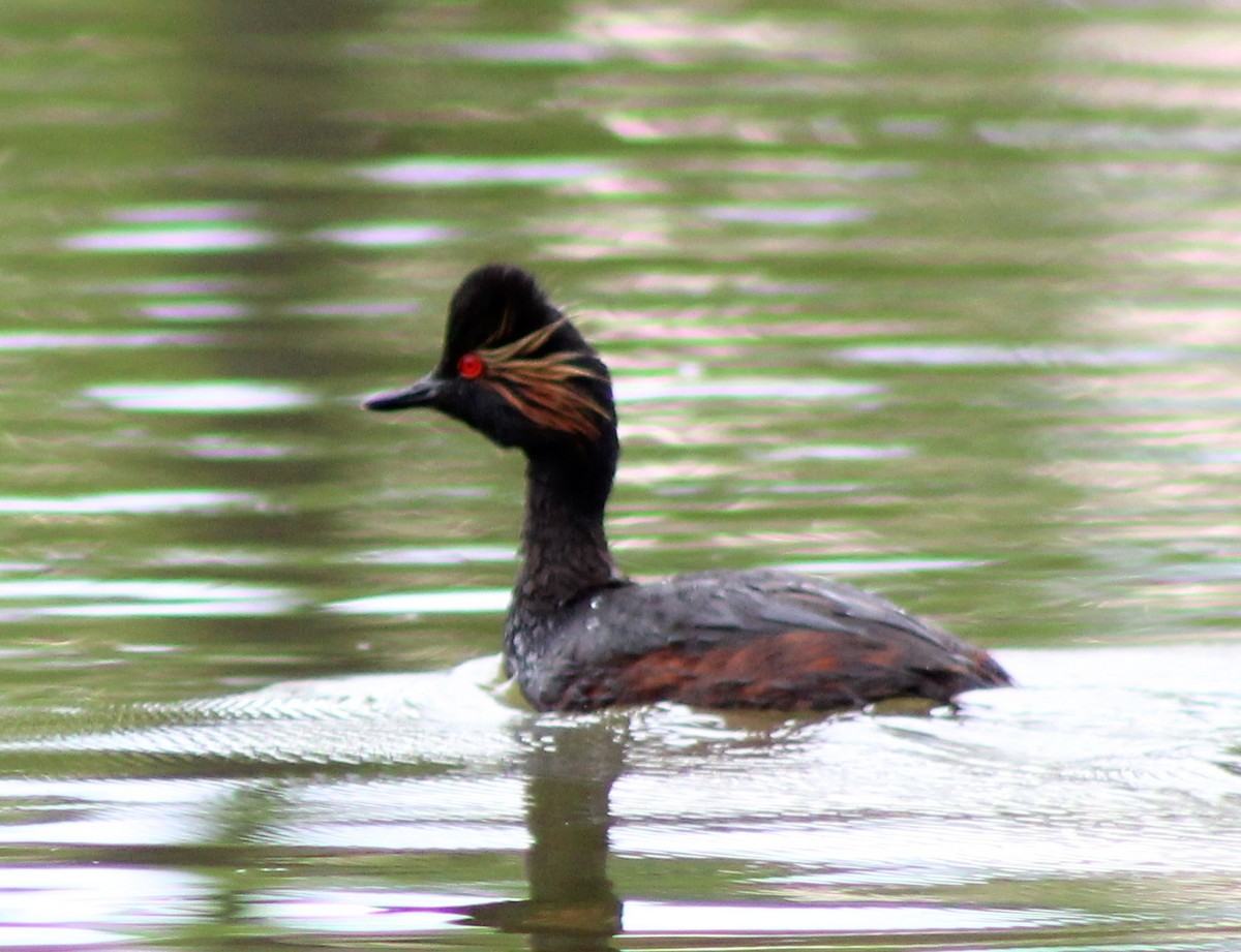 Eared Grebe - ML620487428