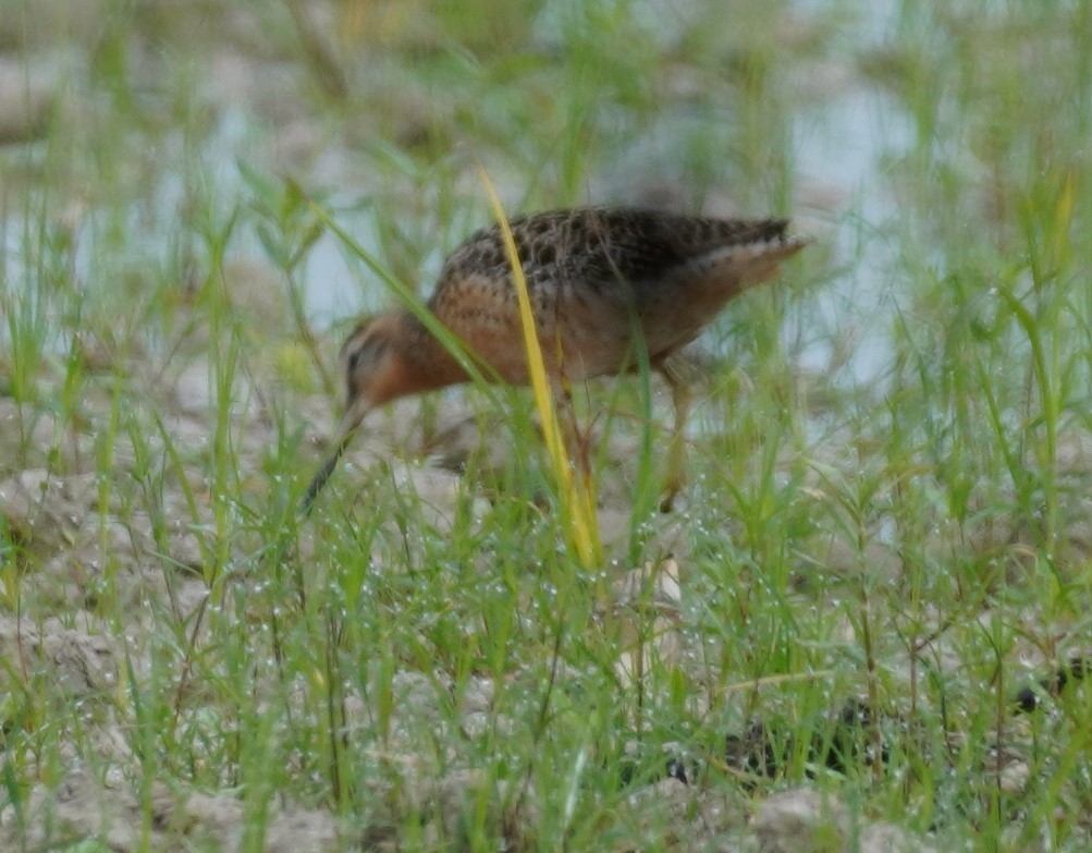 Short-billed Dowitcher - ML620487443