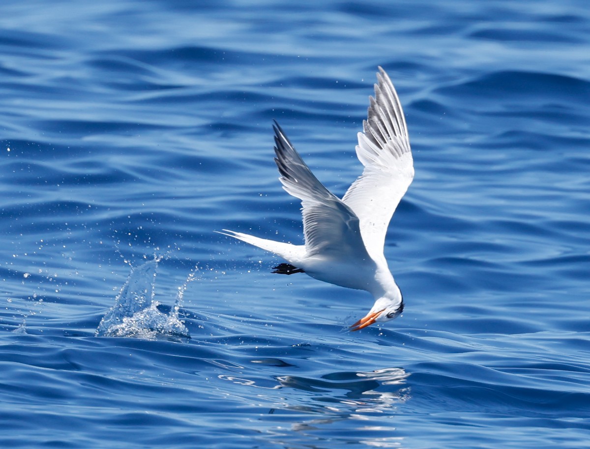 Royal Tern - ML620487444