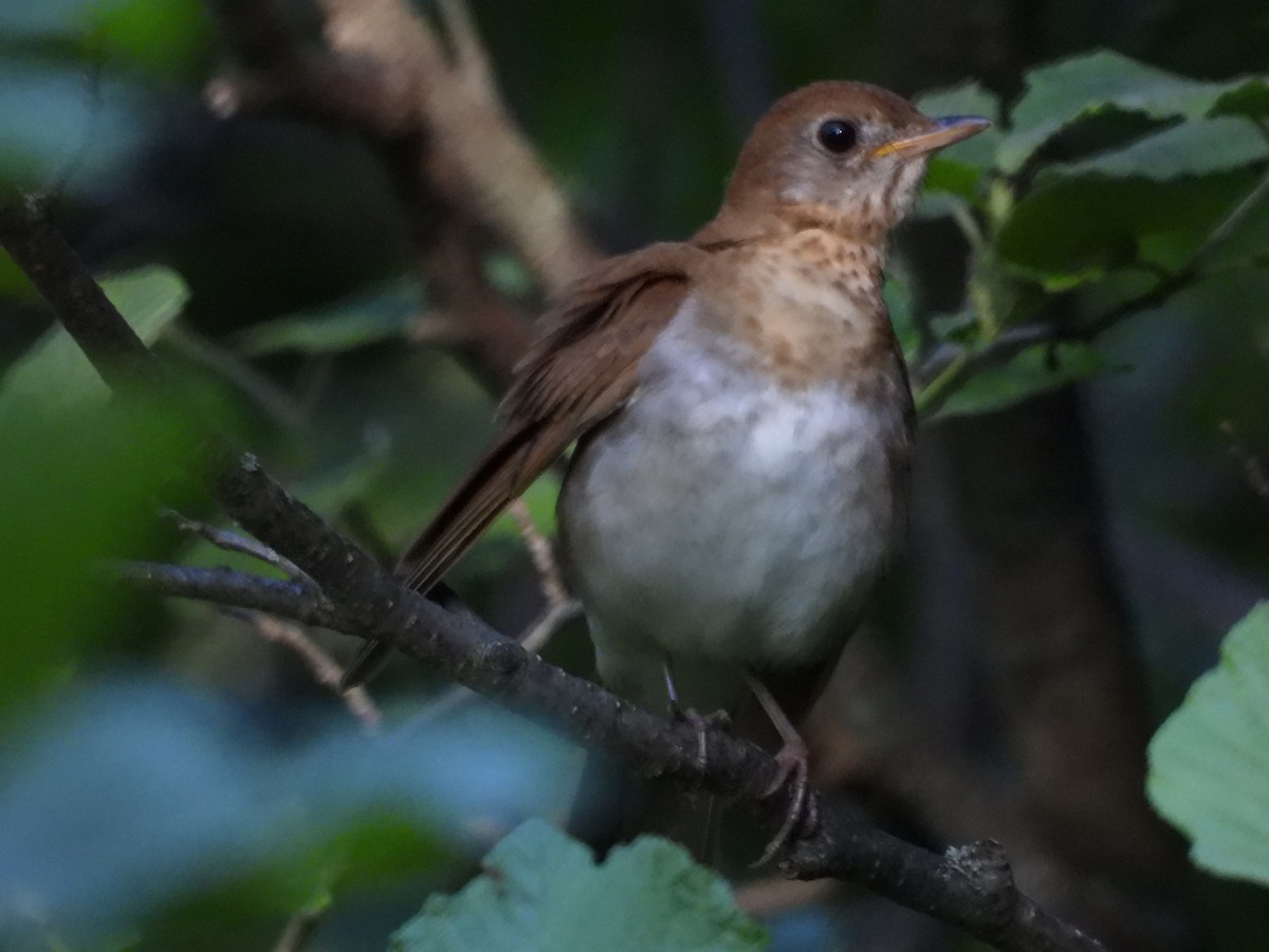 Veery - ML620487459