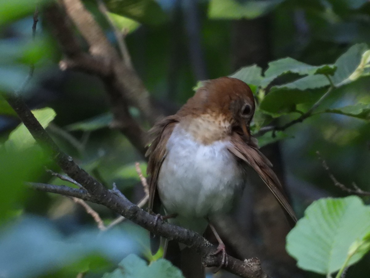 Veery - ML620487461