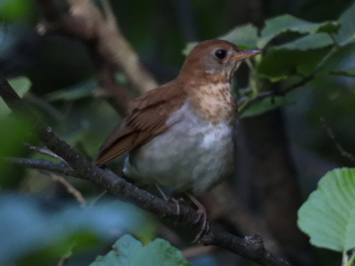 Veery - ML620487463