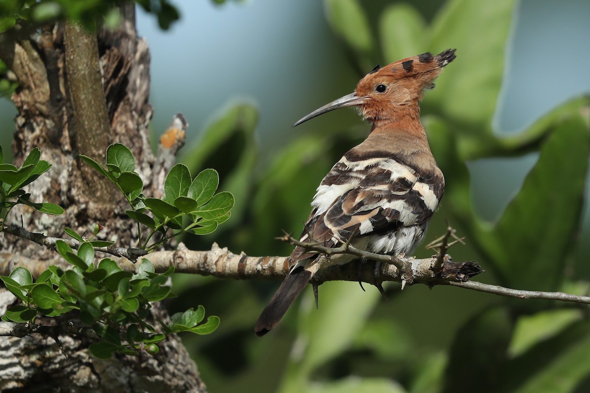 Eurasian Hoopoe - ML620487471