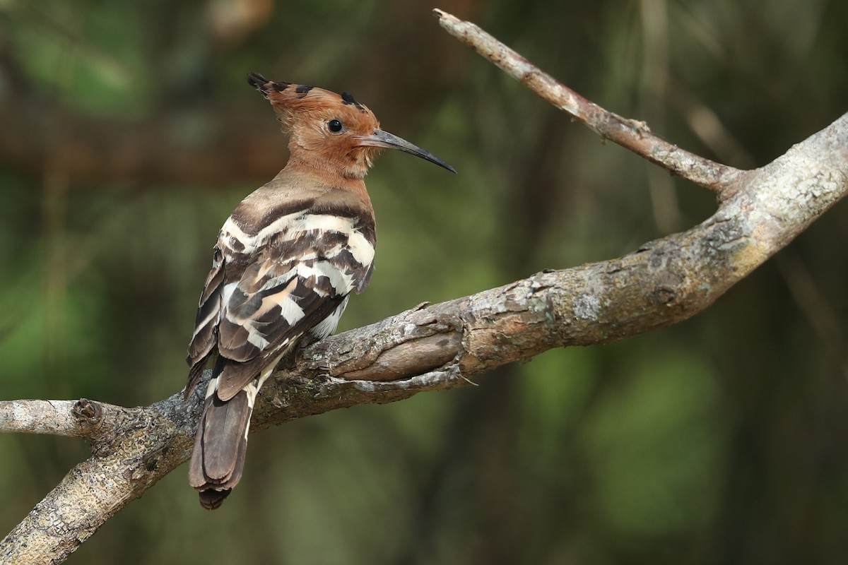 Eurasian Hoopoe - ML620487472