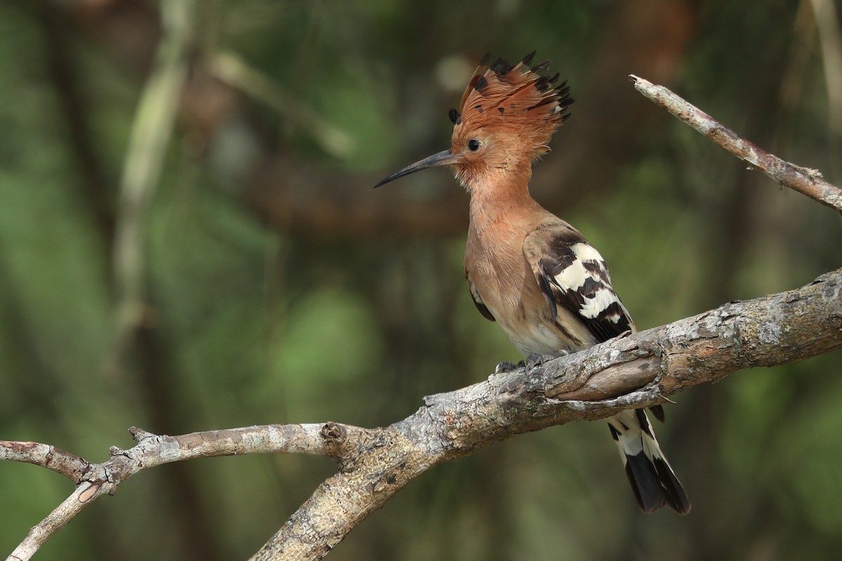 Eurasian Hoopoe - ML620487473