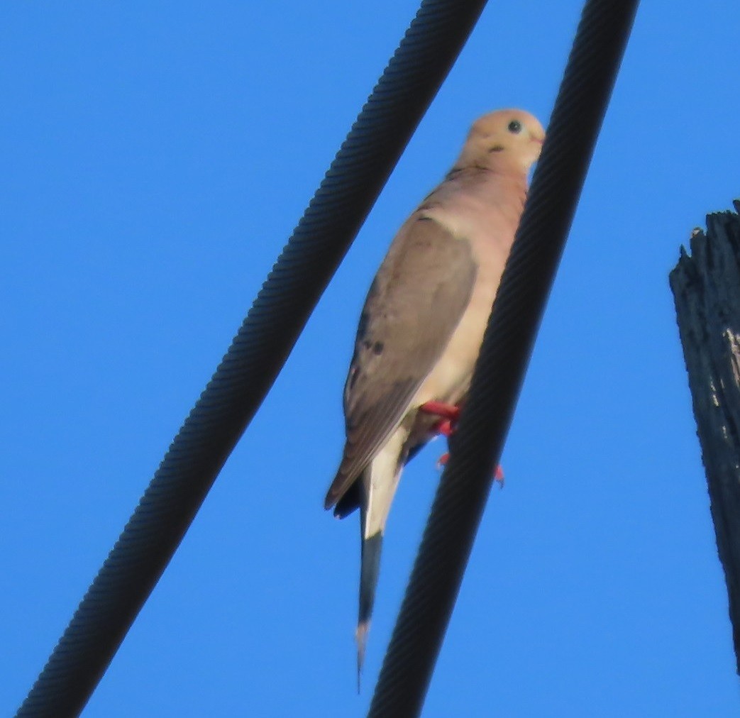 Mourning Dove - ML620487477