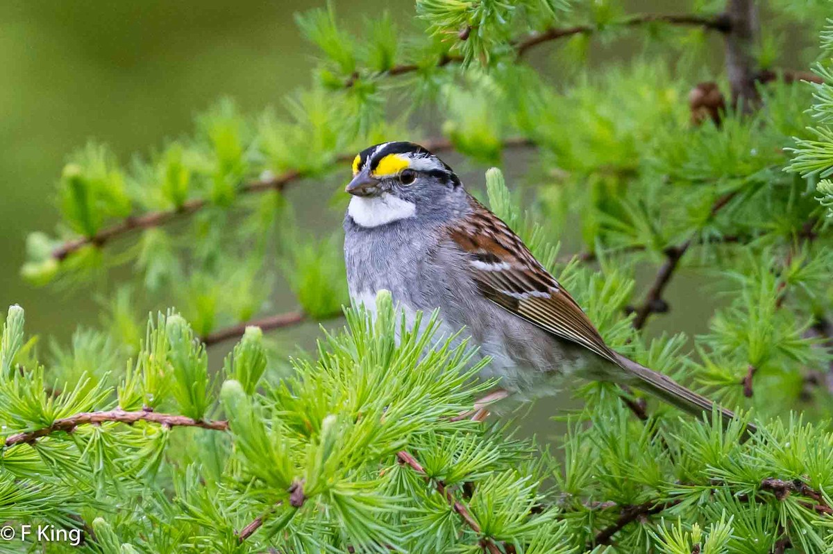 White-throated Sparrow - ML620487480