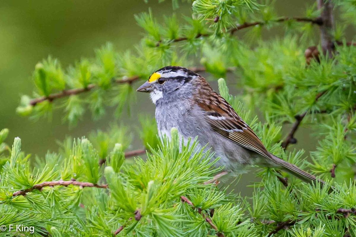 White-throated Sparrow - ML620487481