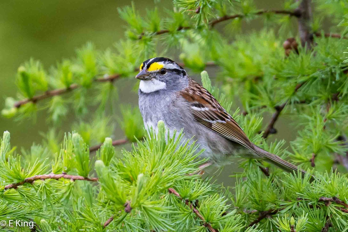 White-throated Sparrow - ML620487482