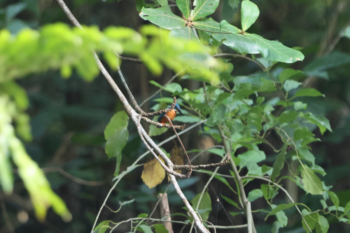 Common Kingfisher - ML620487484