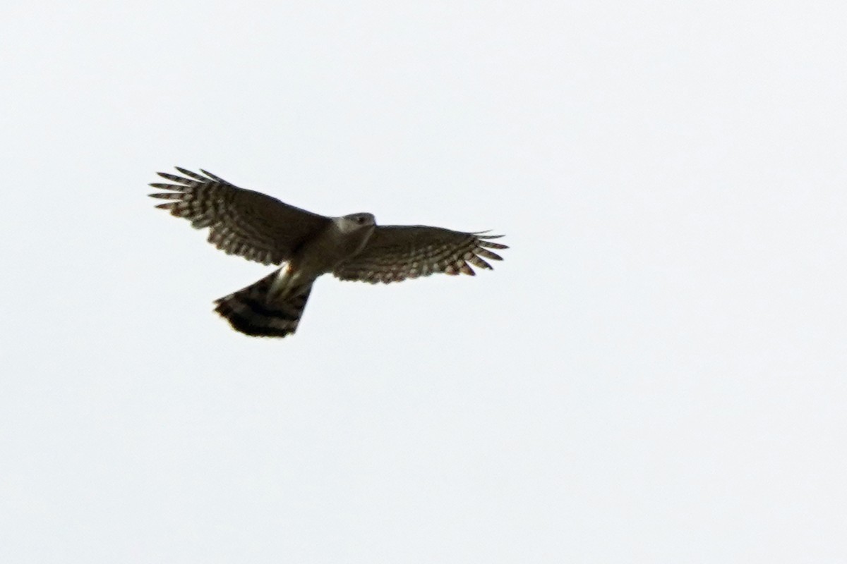 Cooper's Hawk - ML620487485