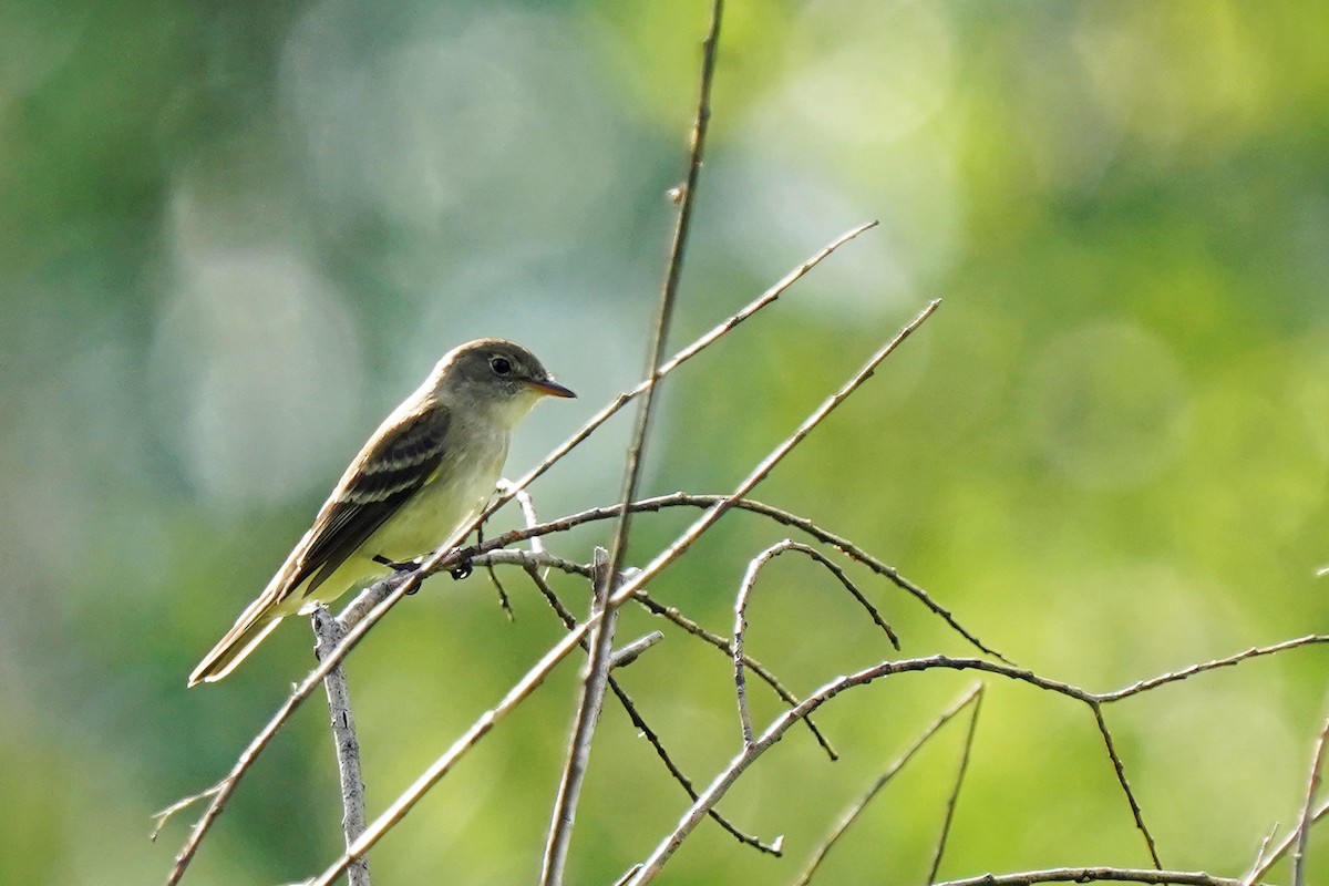 Willow Flycatcher - ML620487494