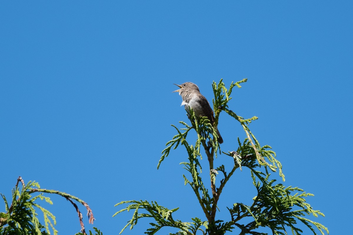 House Wren - ML620487495