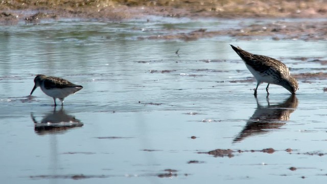 White-rumped Sandpiper - ML620487503