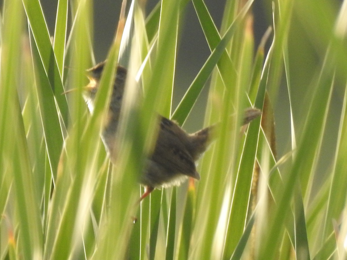 Marsh Wren - Logan Clark