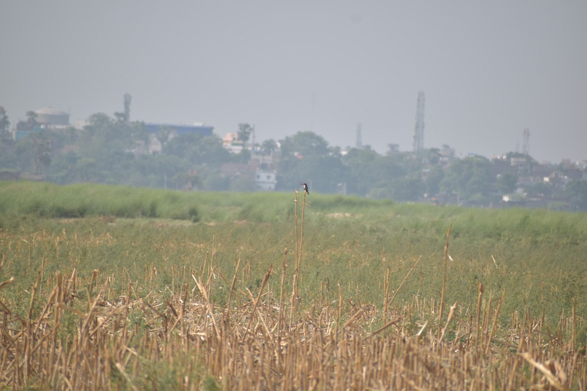 White-throated Kingfisher - ML620487515