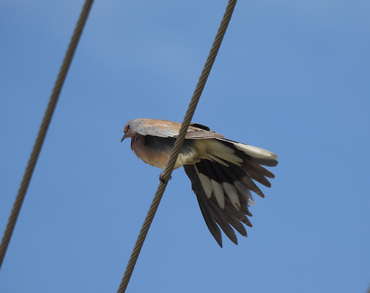 Laughing Dove - ML620487516
