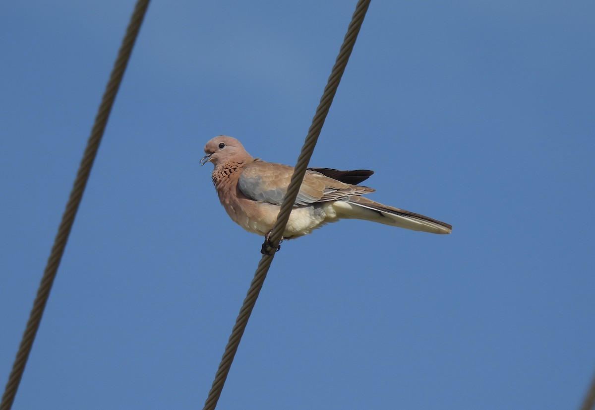 Laughing Dove - Sahana M