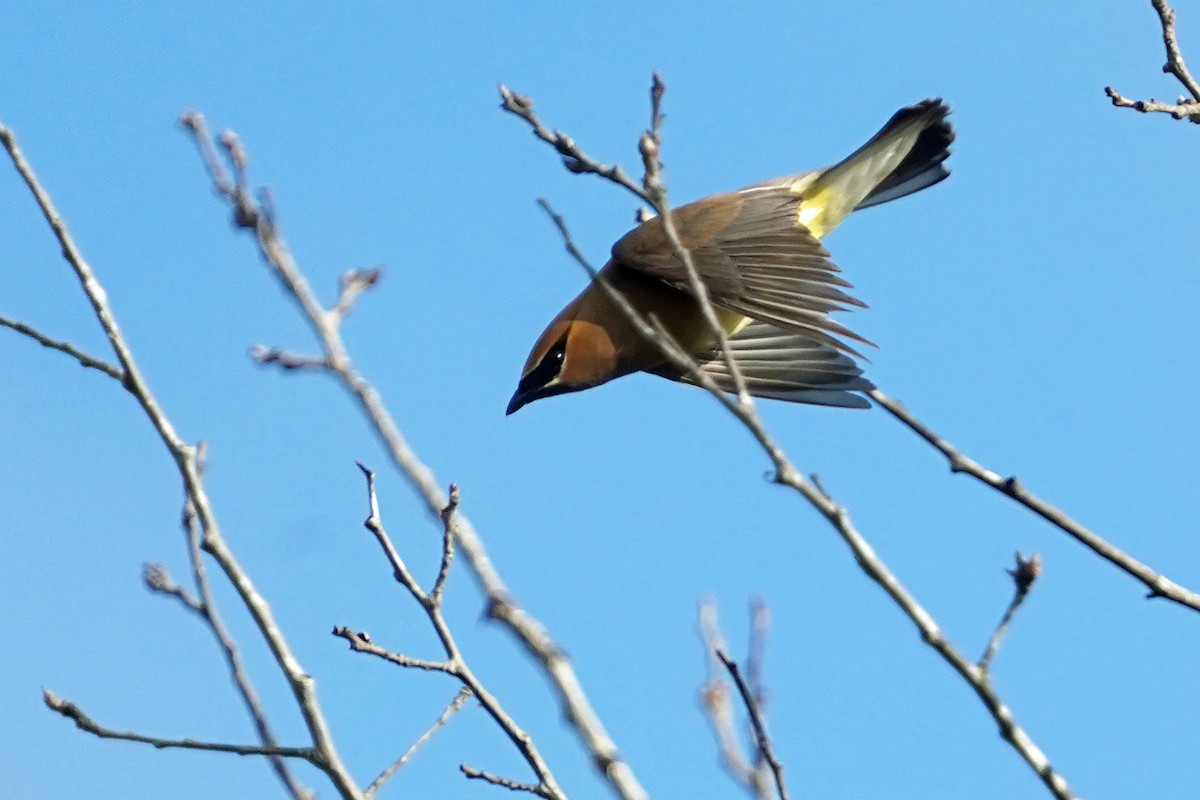 Cedar Waxwing - Walter Verhoef