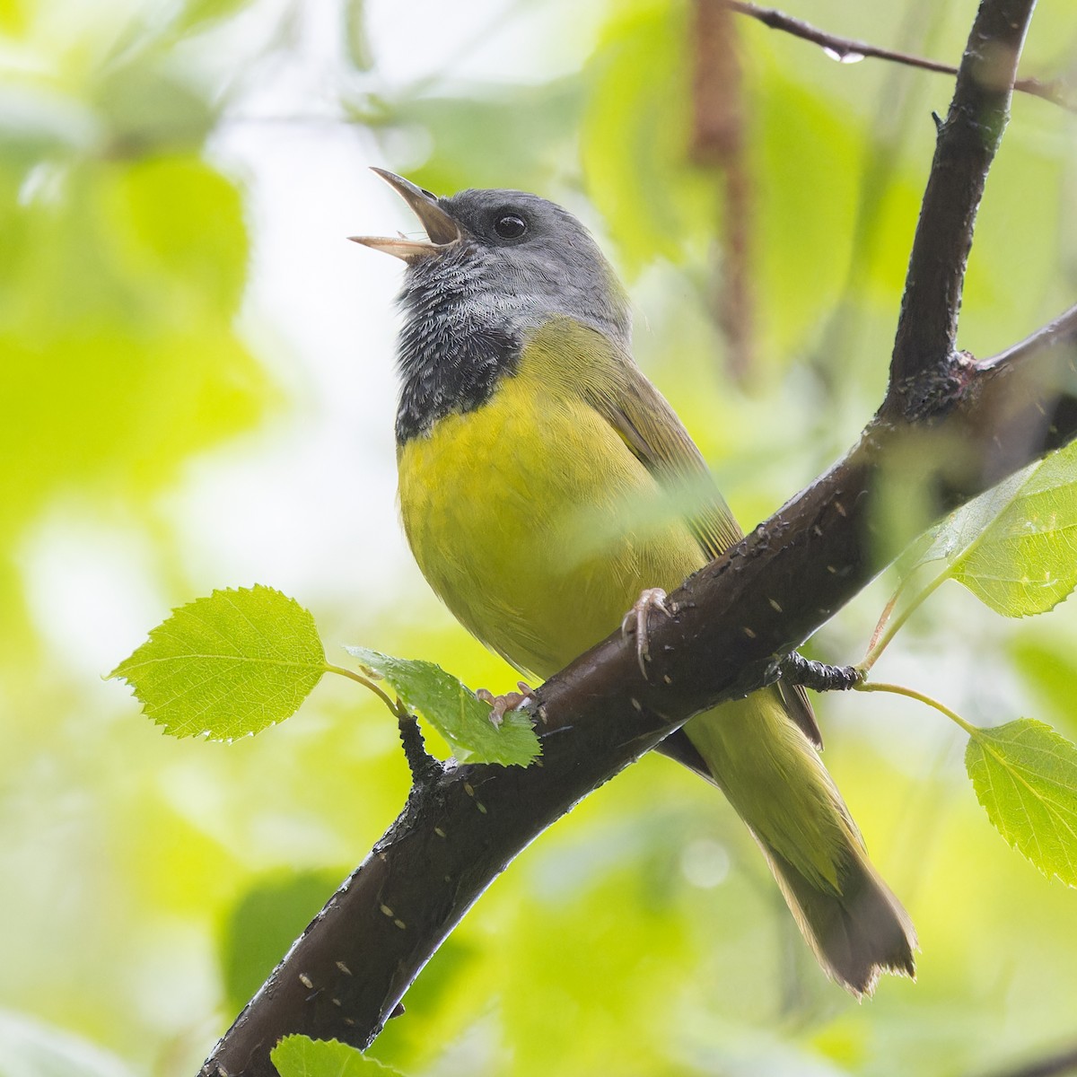 Mourning Warbler - ML620487524