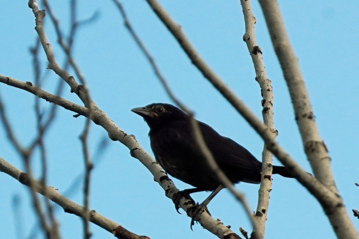 Common Grackle - Walter Verhoef