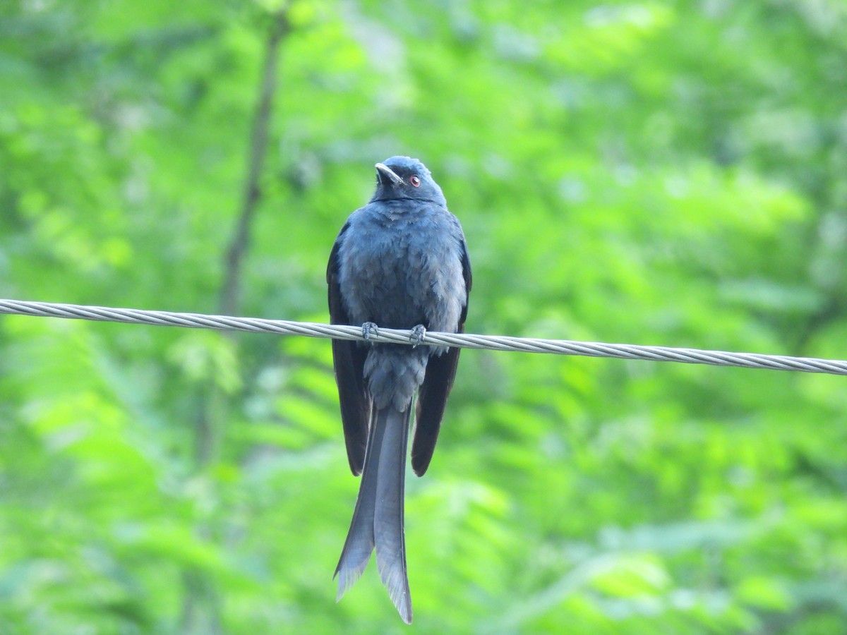 Kül Rengi Drongo - ML620487531