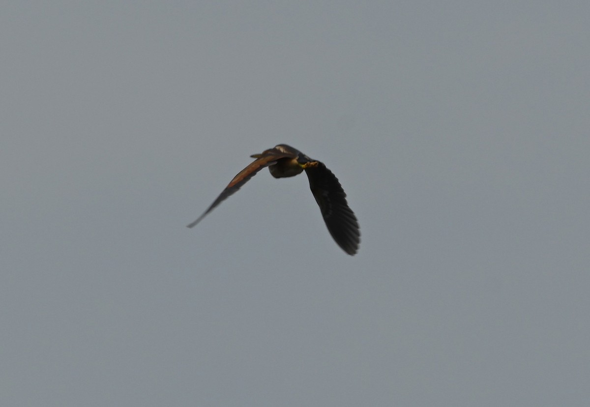 Least Bittern - ML620487532