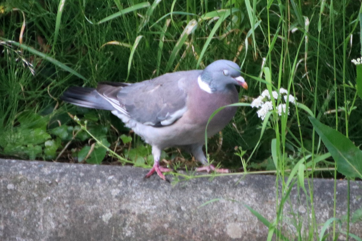 Common Wood-Pigeon (White-necked) - ML620487538