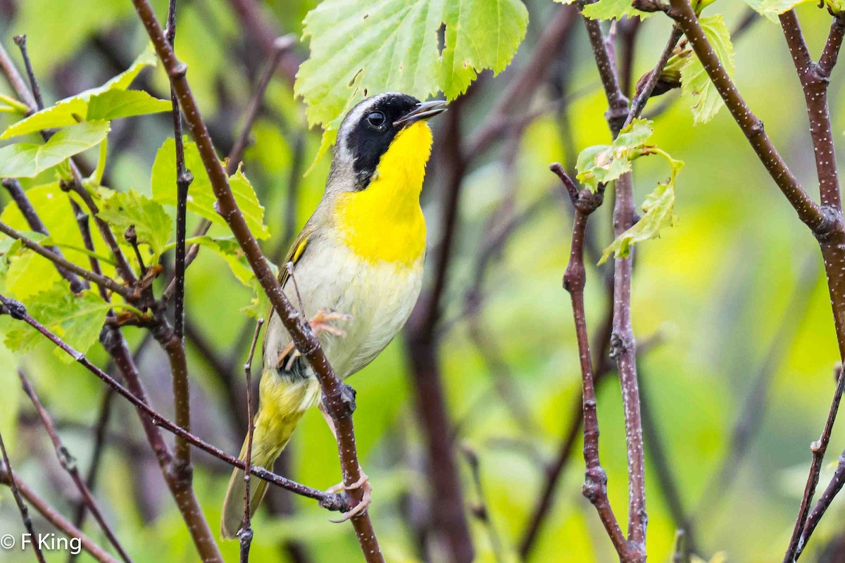 Common Yellowthroat - ML620487543