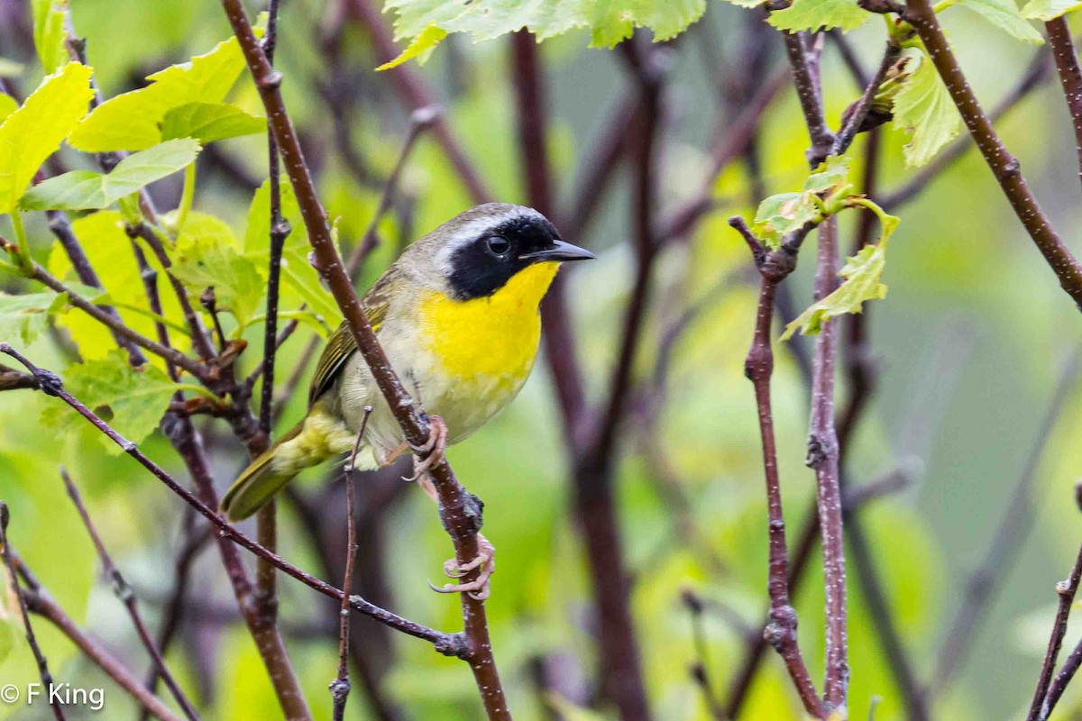 Common Yellowthroat - ML620487546