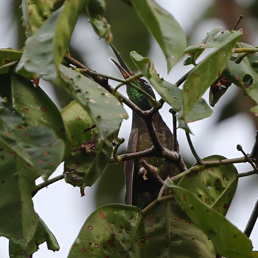 Colibrí Topacio - ML620487550