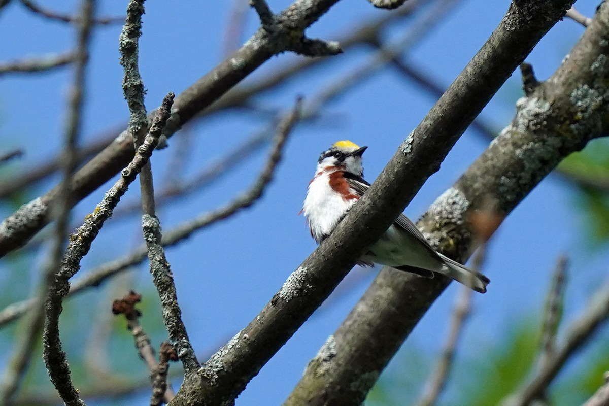 Chestnut-sided Warbler - ML620487558