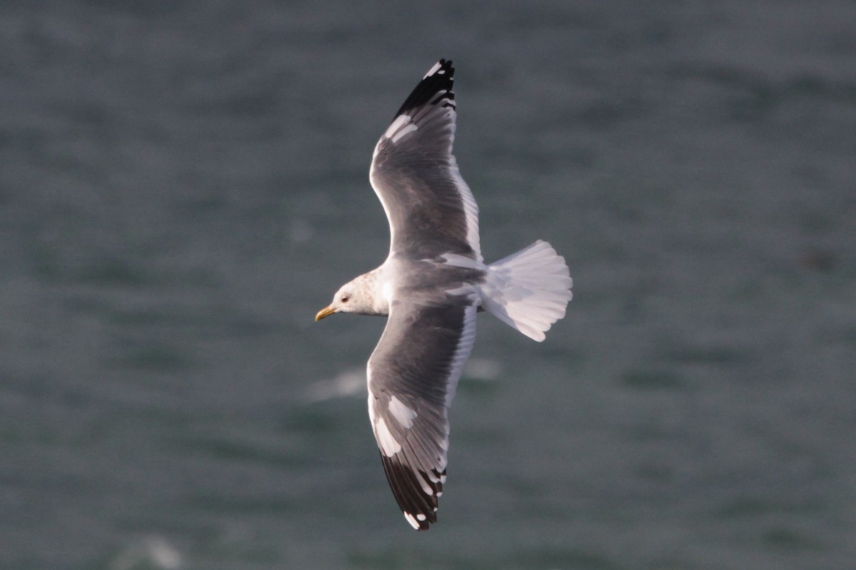 Common Gull (Kamchatka) - ML620487564