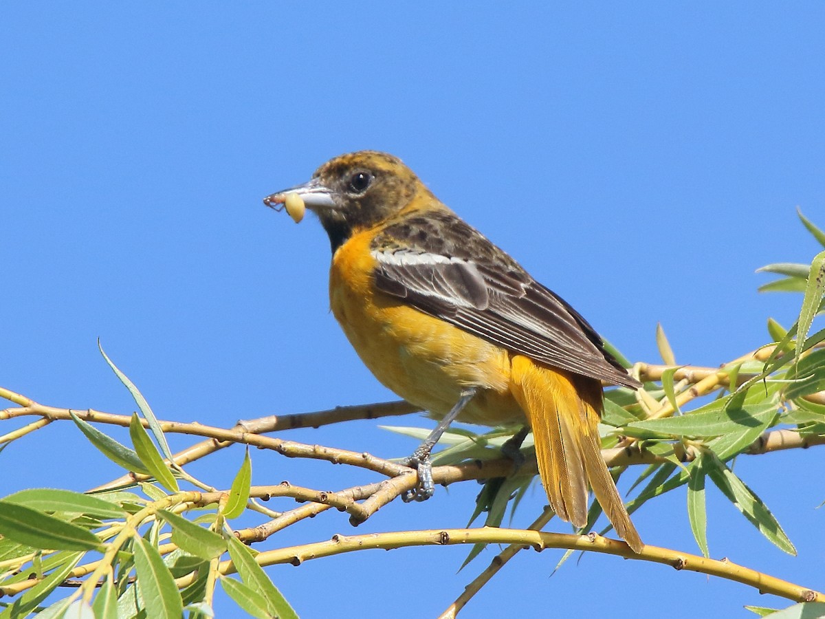 Baltimore Oriole - Howard Patterson