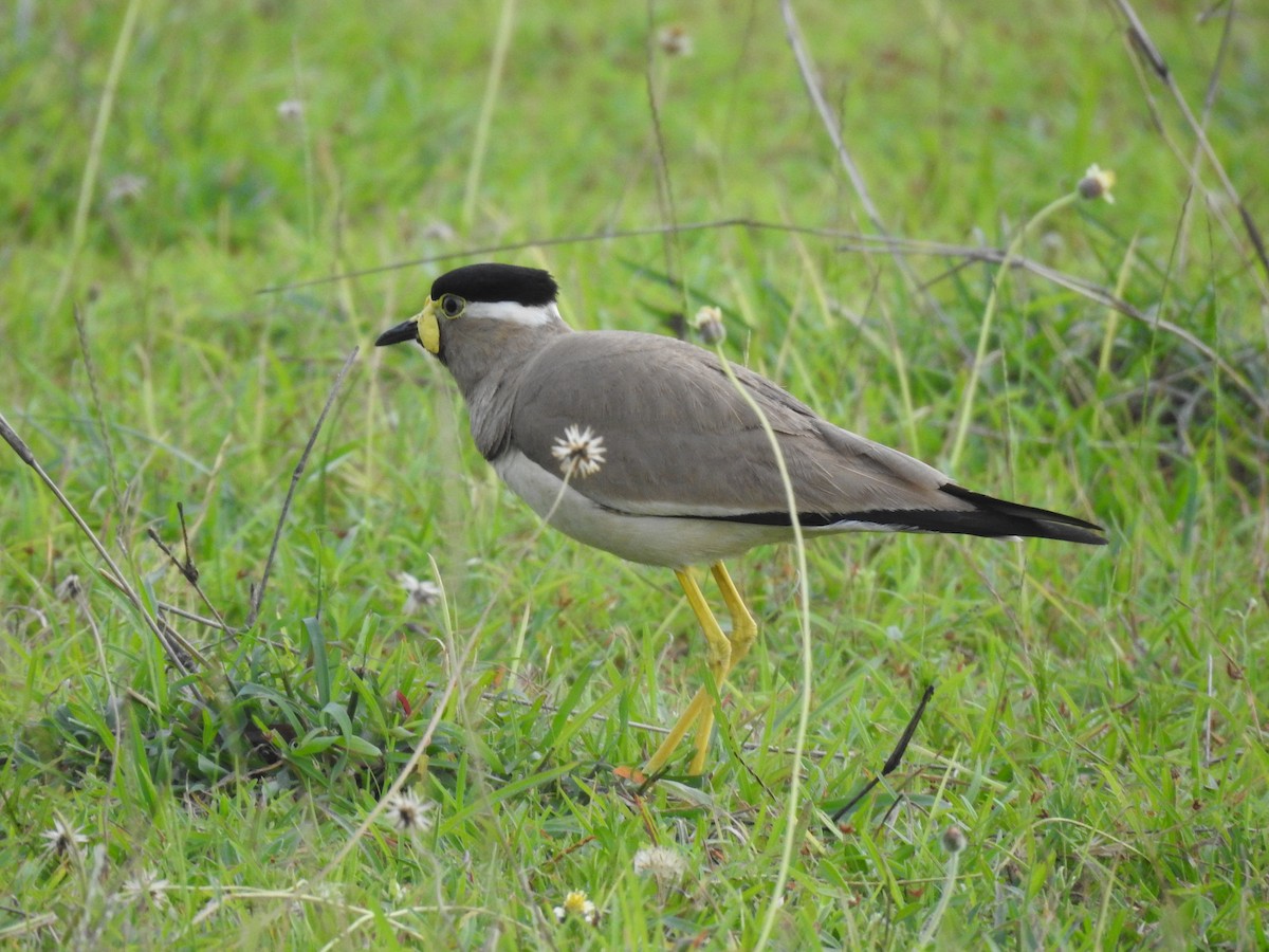 Yellow-wattled Lapwing - ML620487574