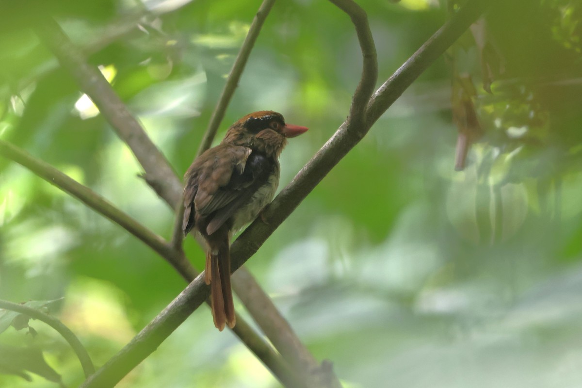 Sulawesi Lilac Kingfisher - ML620487578