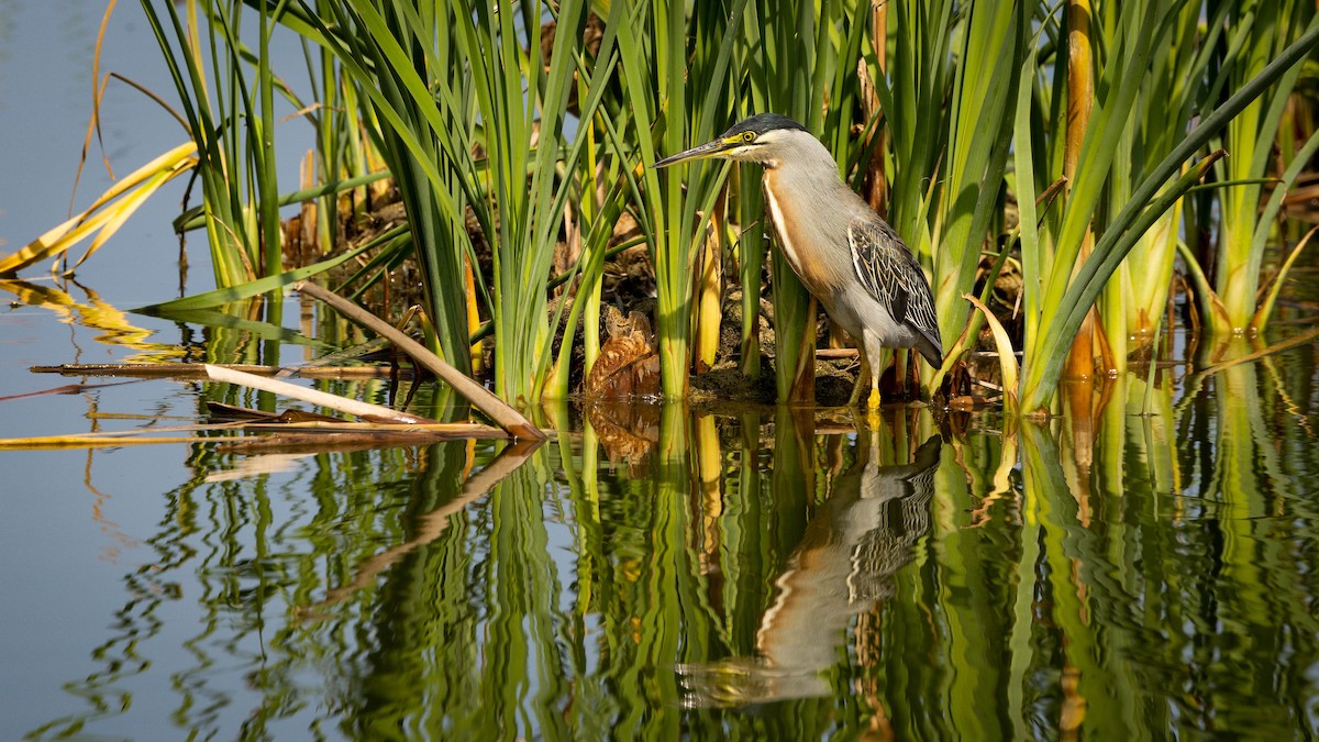 Striated Heron - ML620487584