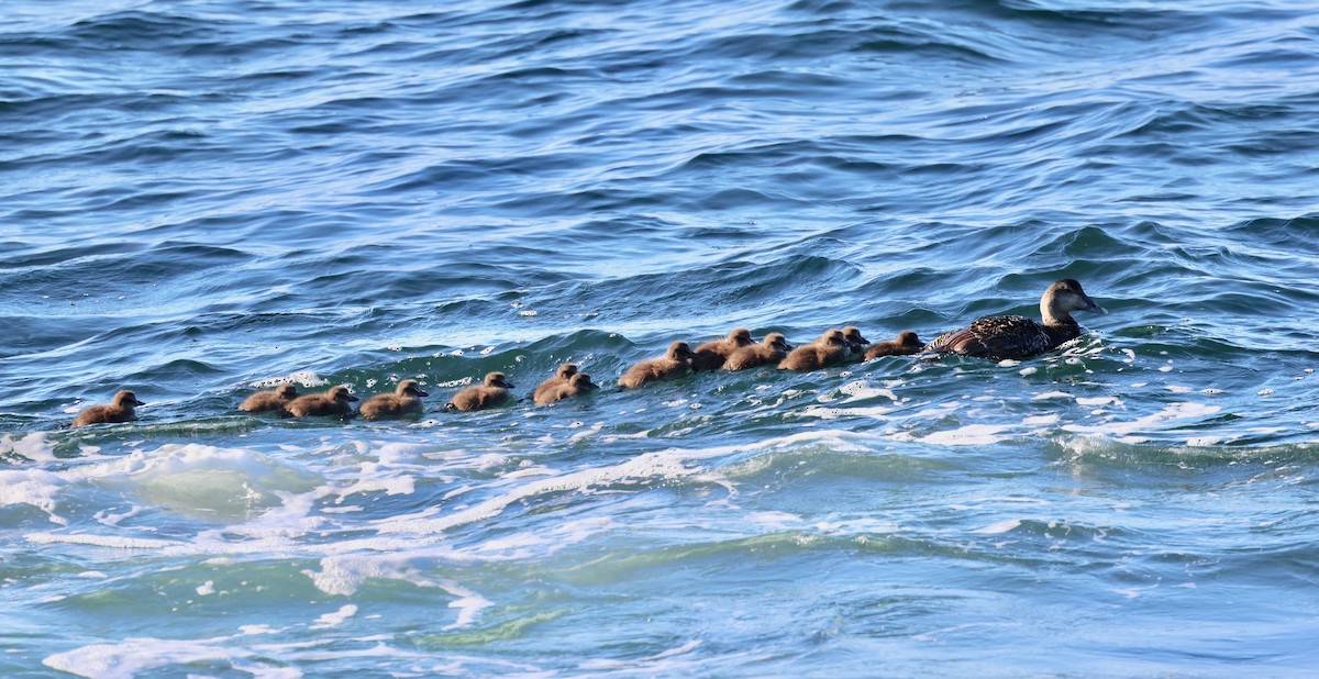 Common Eider (Dresser's) - ML620487586