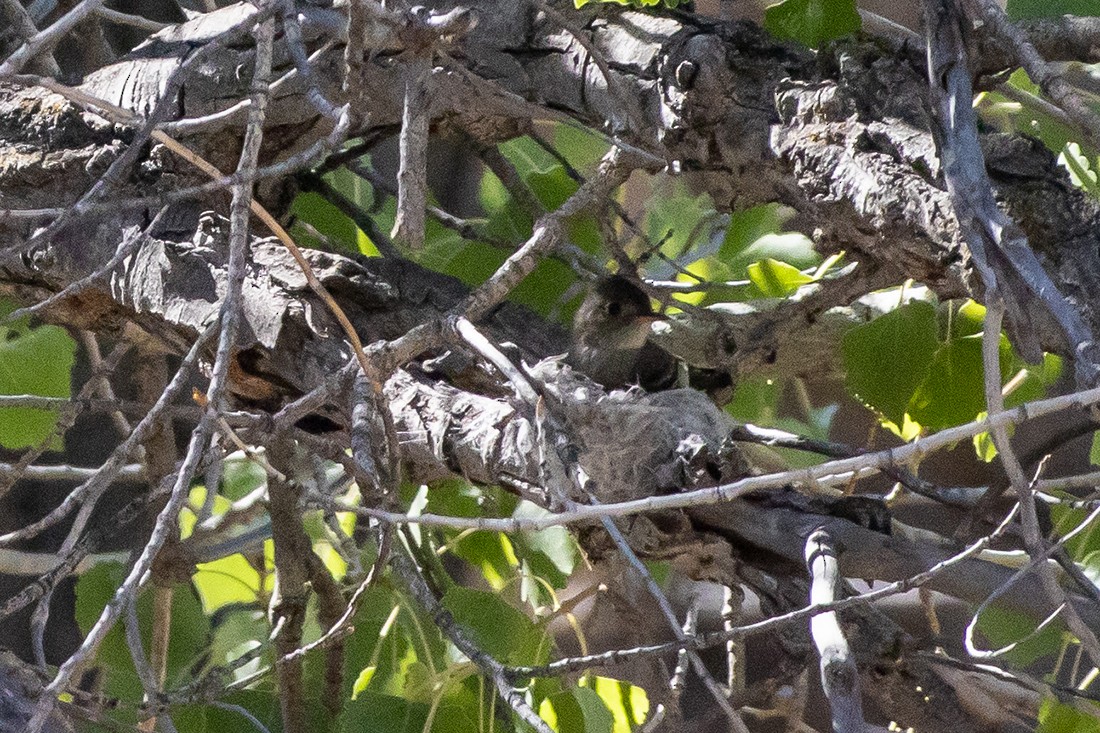 Western Wood-Pewee - ML620487588