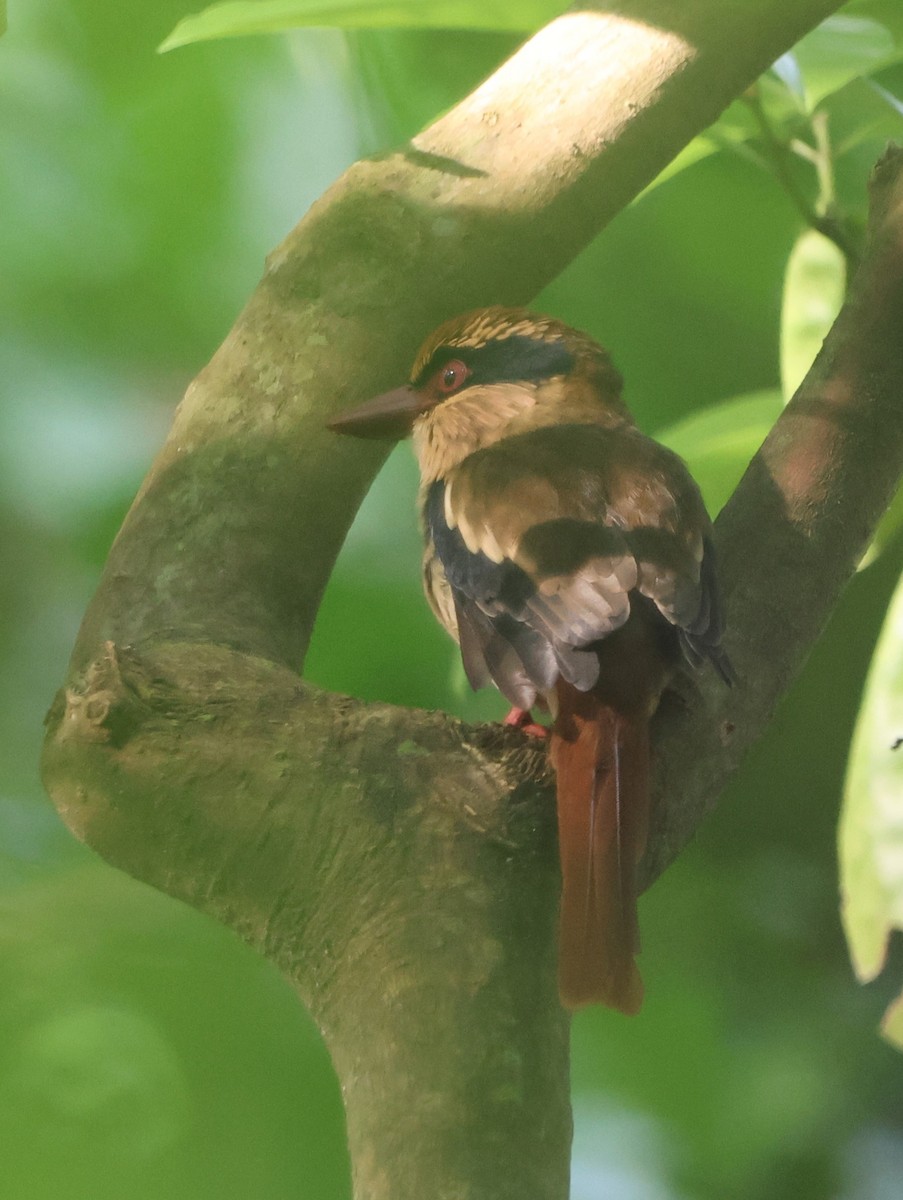 Sulawesi Lilac Kingfisher - ML620487592