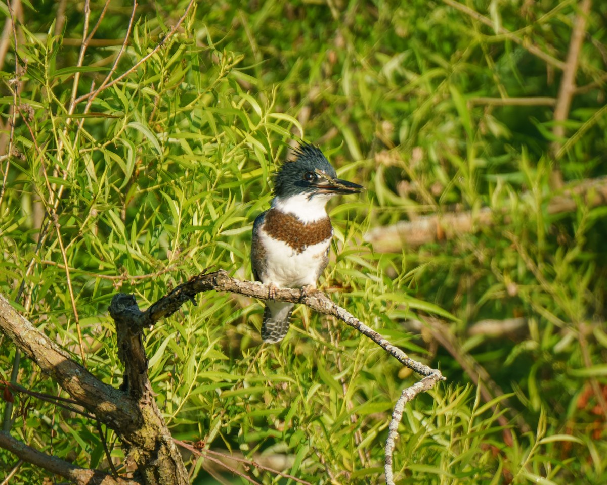 Belted Kingfisher - ML620487594