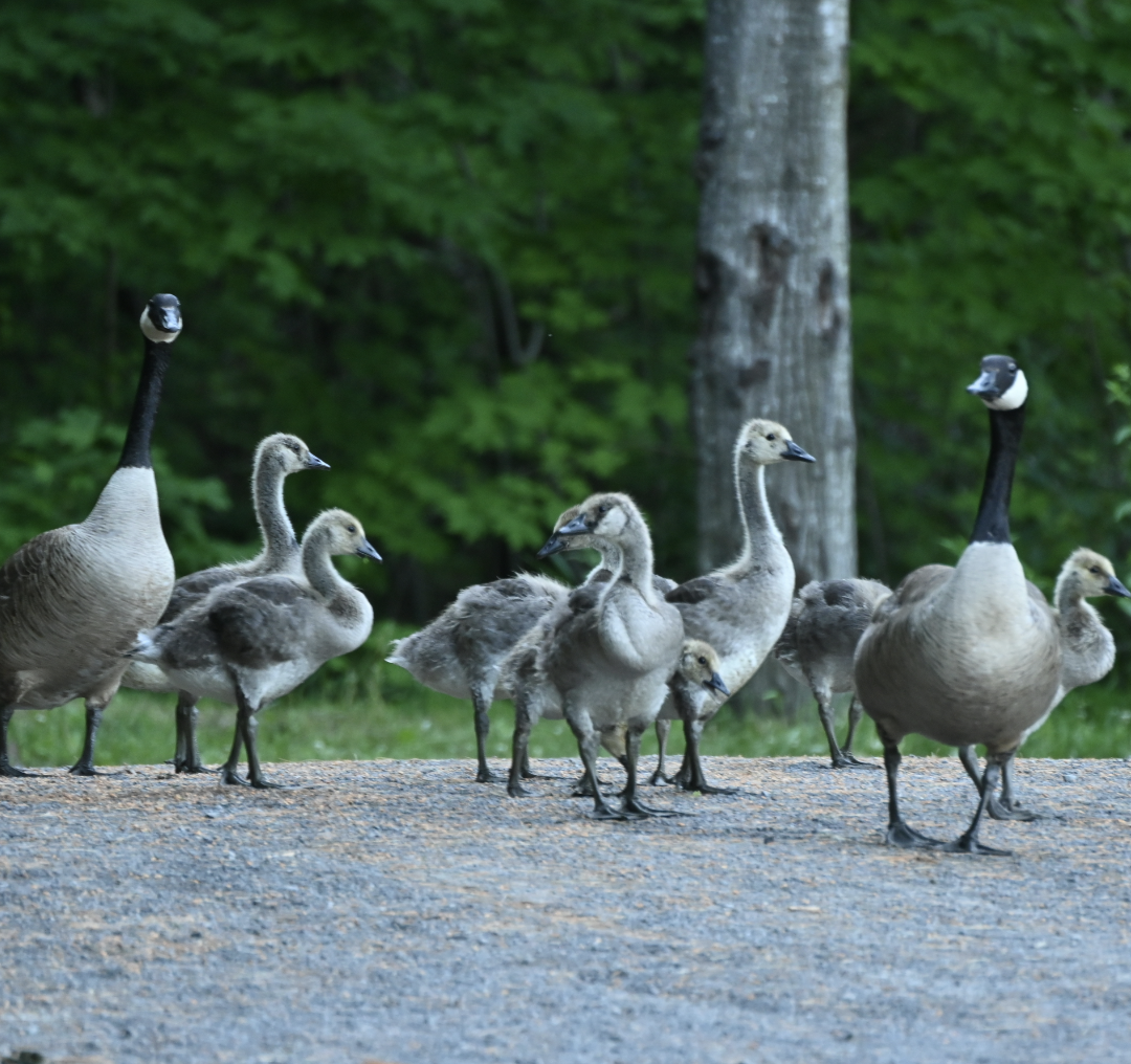 Canada Goose - ML620487595