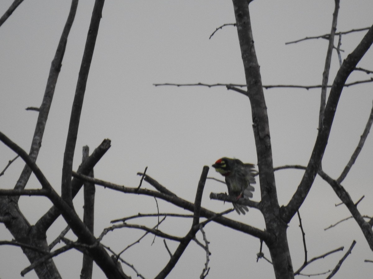 Coppersmith Barbet - ML620487597