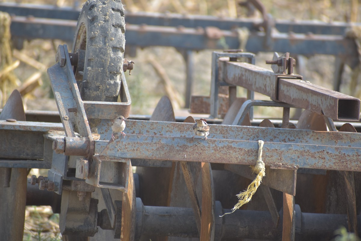 House Sparrow - ML620487598