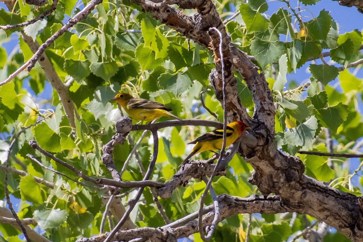 Western Tanager - ML620487599