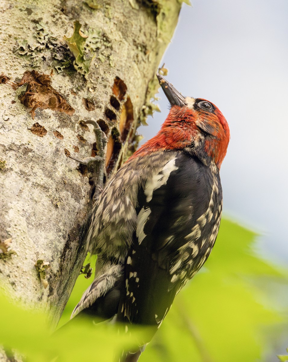 Red-breasted Sapsucker - ML620487600