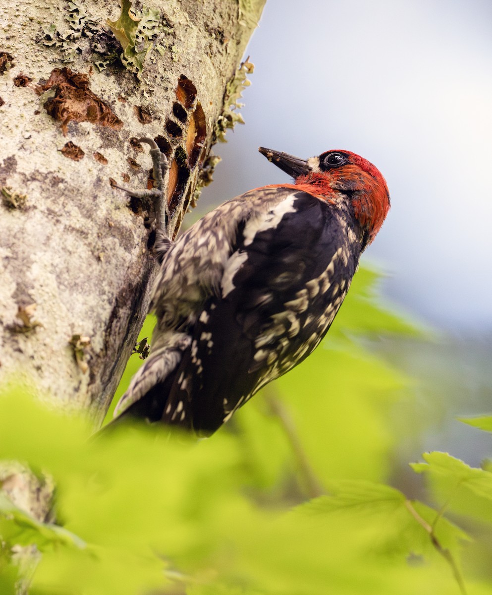 Red-breasted Sapsucker - ML620487602