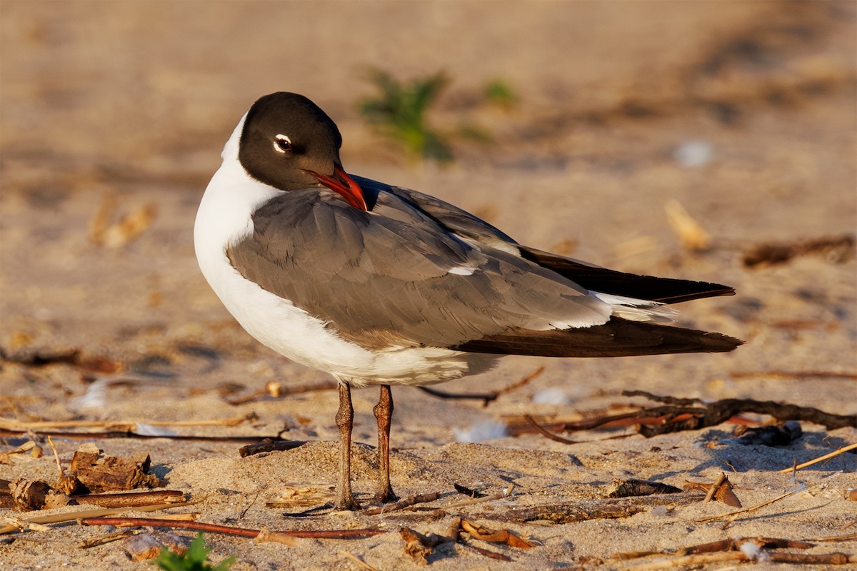 Laughing Gull - ML620487603