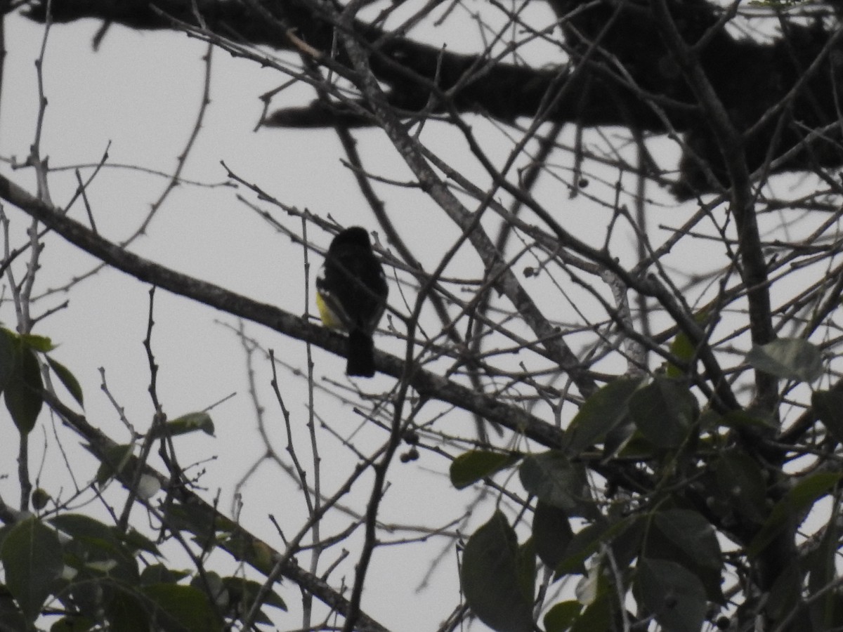 Common Iora - ML620487605